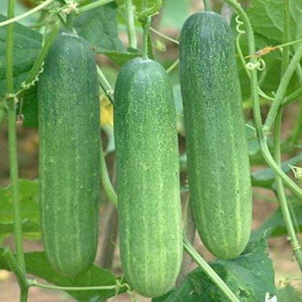 Cucumber (vegetable Cucumis sativus green) for planting in garden